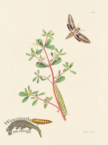 (image for) Abbot Butterfly 039