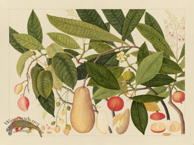 (image for) Andalas Botanicals 05