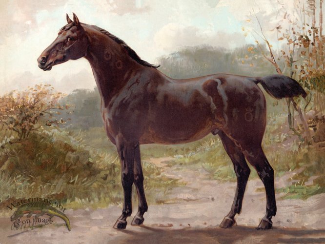 (image for) Oldenburger Horse by Eerelman
