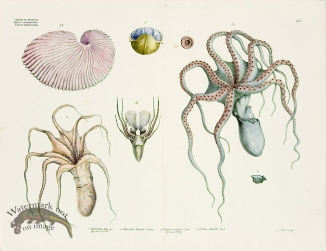 (image for) Goldfuss Octopus and Nautilus