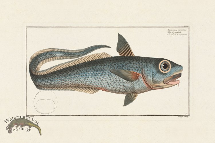 (image for) BLOCH FISH 177