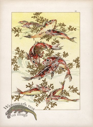 (image for) Gold Leaf Fish