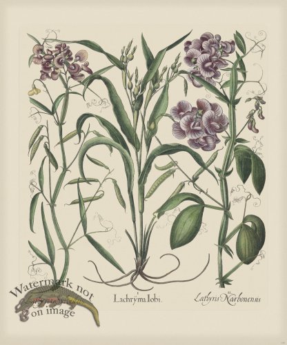 (image for) Besler 299 Colored B2