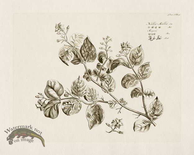 (image for) HORTUS VOl 06 50