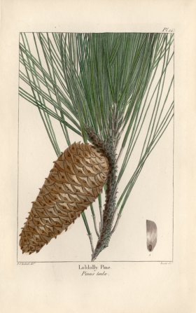 Loblolly Pine