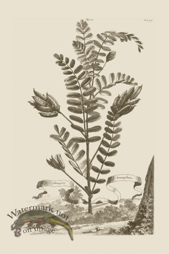 (image for) Abraham Munting 110