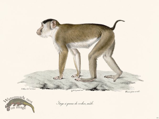 (image for) Cuvier 356 Male Pigtail Monkey