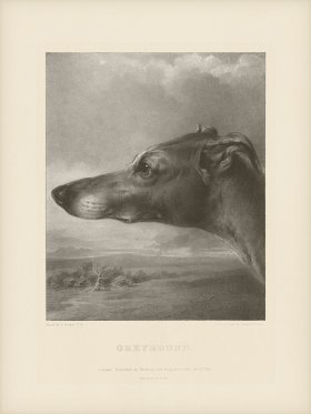 SA Dogs 07 Greyhound