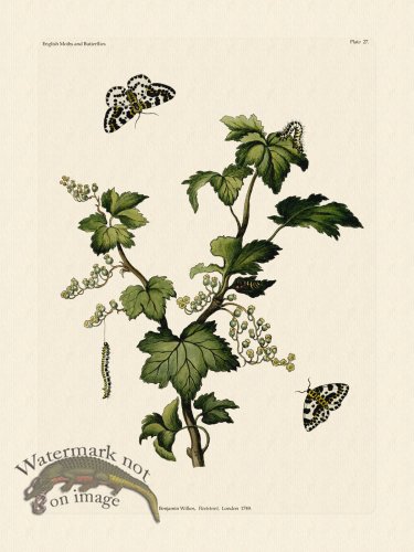 (image for) Wilkes Butterflies 027