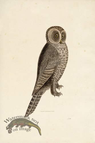 KO 05 Great Cinereous Owl