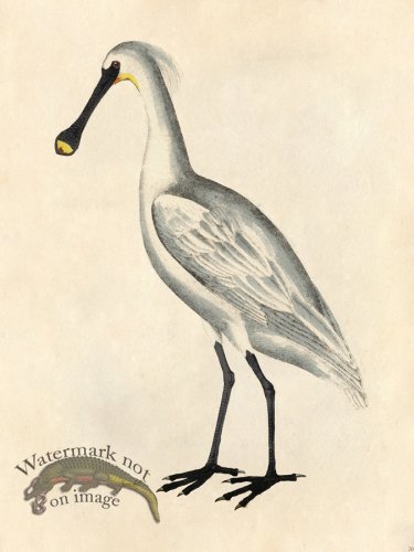 (image for) Spoonbill - Tribute Bd 20