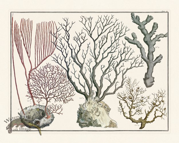 (image for) Seba B2 105 Coral