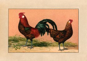 (image for) Chicken 10