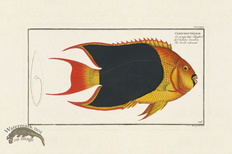 (image for) BLOCH FISH 427