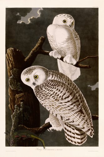 (image for) 121 Snowy Owl