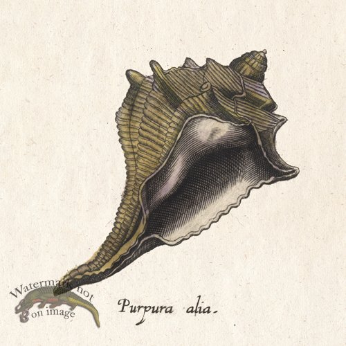 (image for) Merian Shell 13