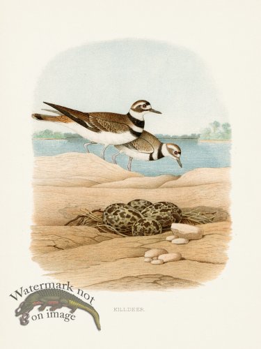 (image for) Thomas Gentry Bird 43