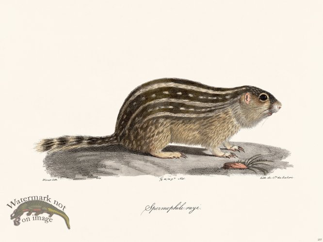 (image for) Cuvier 257 Ground Squirrel