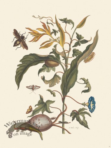 (image for) Merian Metamorphosis 41