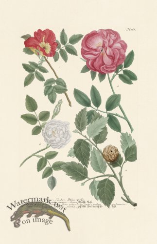 (image for) Weinmann PL 868