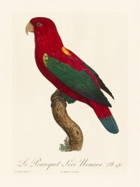 Barraband Parrot 096