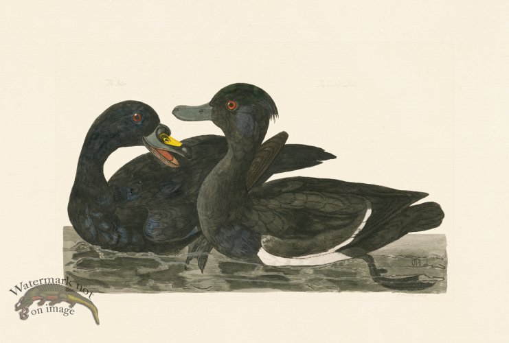 (image for) Pennant Zoology 042