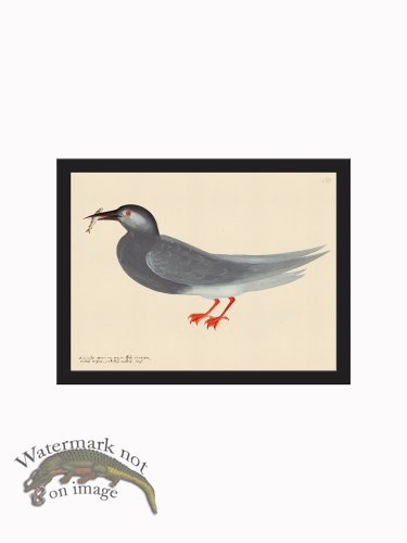 (image for) Rudbeck CFA_BF 143 BlackGull