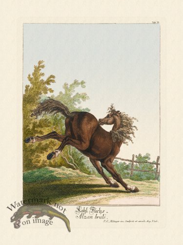 (image for) Ridingers Horses 32