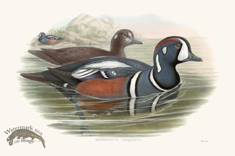 (image for) Gould Waterfowl 29