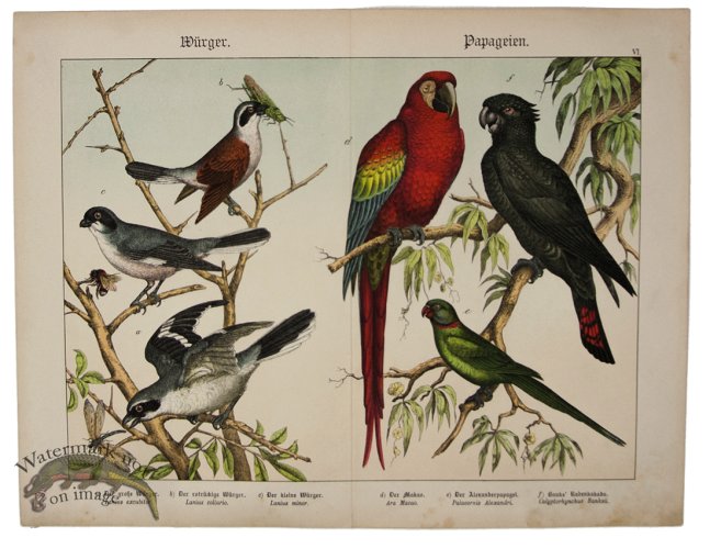 (image for) Macaw Parrot