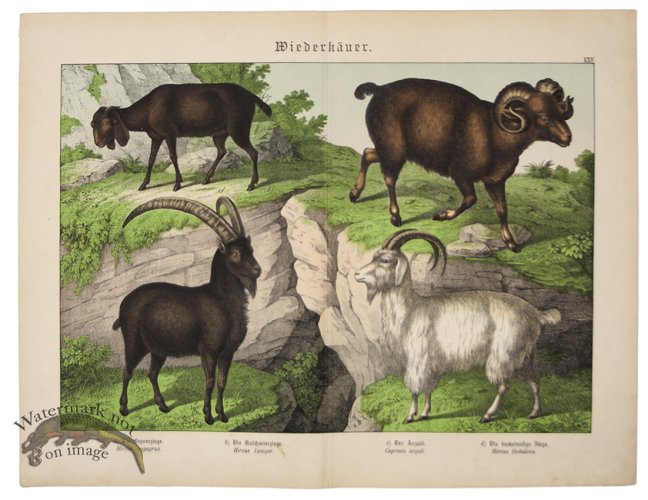 (image for) Goat Ram