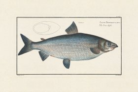 (image for) Bloch Fish 026