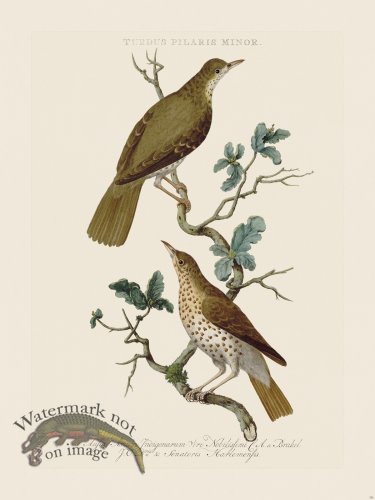 (image for) Nozeman Bird 151