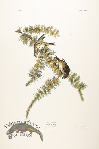 Pine Finch