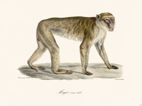 Cuvier 335 Magot Old Male