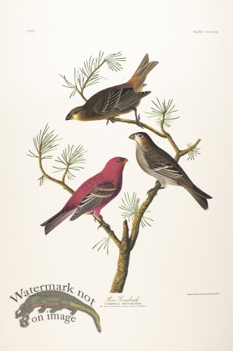 (image for) Pine Grosbeak