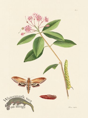 (image for) Abbot Butterfly 037