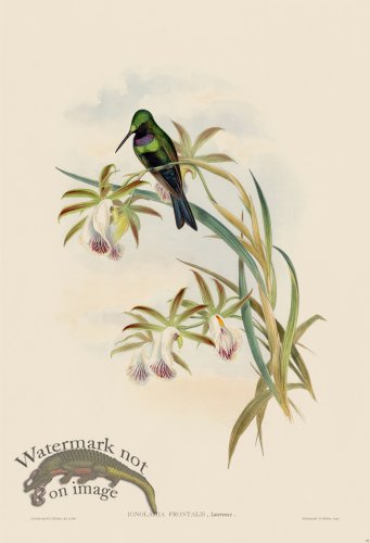 (image for) Gould Hummingbird 092