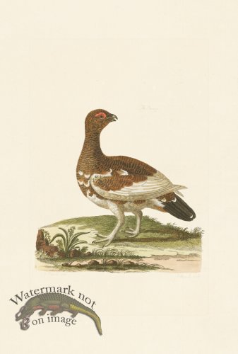 (image for) Pennant Zoology 108