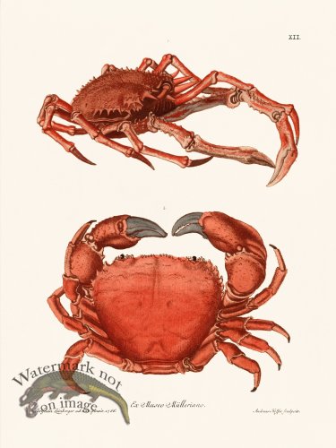 (image for) Knorr Sealife 12