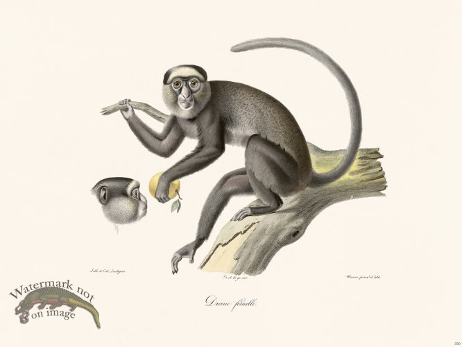 Cuvier 350 Female Diane