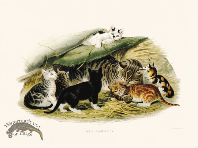 (image for) Elliot Cat 42 Domestic Cat