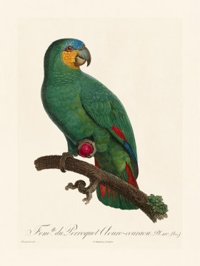 Barraband Parrot 110b