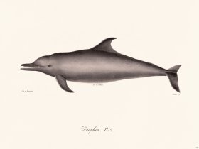 Cuvier 422 Dauphin N 2