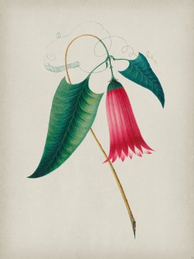 Andean Botanicals 012