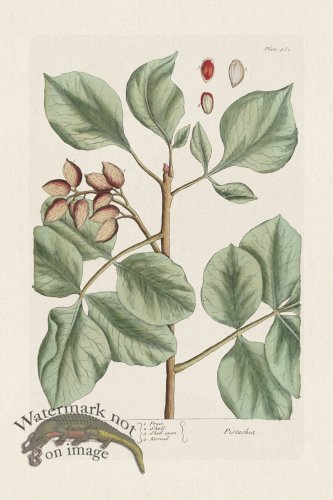 (image for) BEE 461 Pistachio