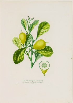 Poiteau Citrus 13