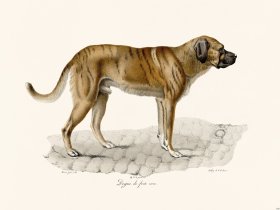 Cuvier 160 Mastiff