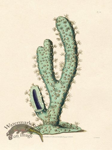 (image for) Shaw Nodder SL 33