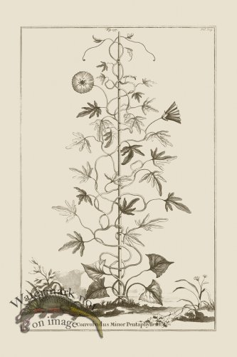 (image for) Abraham Munting 137